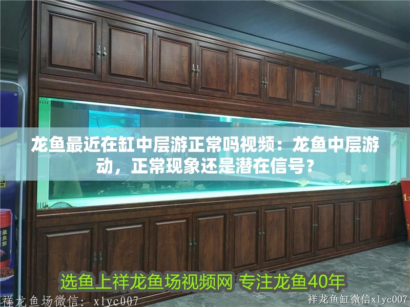 龍魚最近在缸中層游正常嗎視頻：龍魚中層游動，正常現象還是潛在信號？