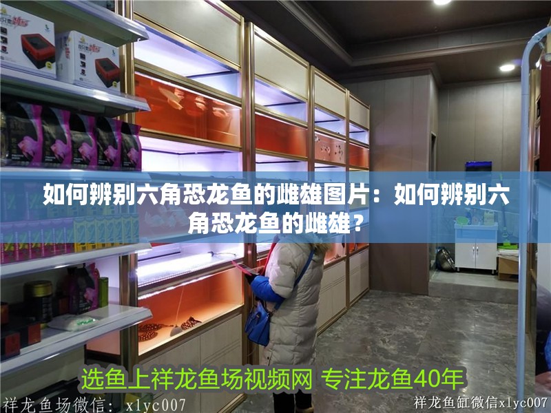 如何辨別六角恐龍魚的雌雄圖片：如何辨別六角恐龍魚的雌雄？