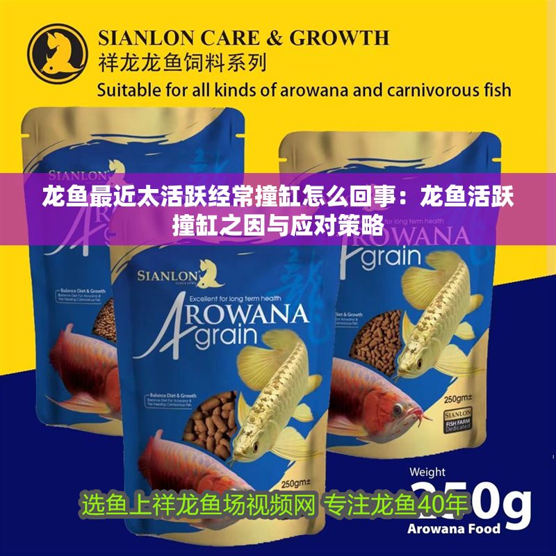 龍魚最近太活躍經常撞缸怎么回事：龍魚活躍撞缸之因與應對策略