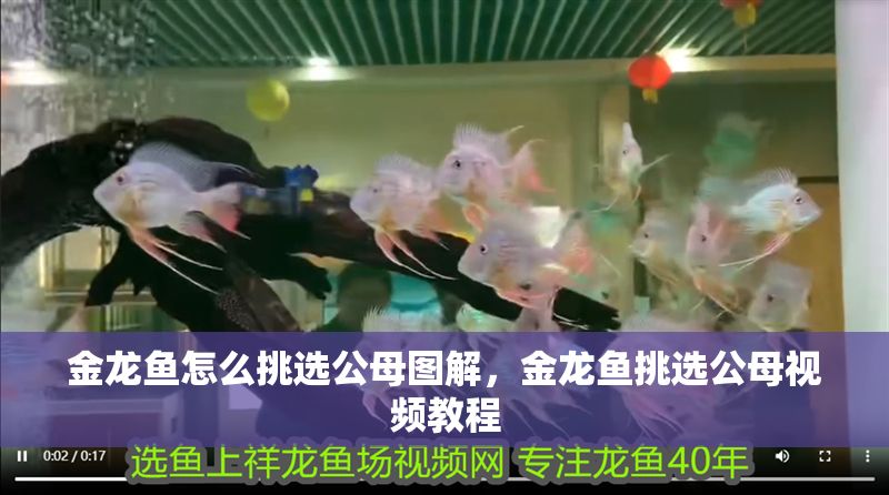 金龍魚怎么挑選公母圖解，金龍魚挑選公母視頻教程