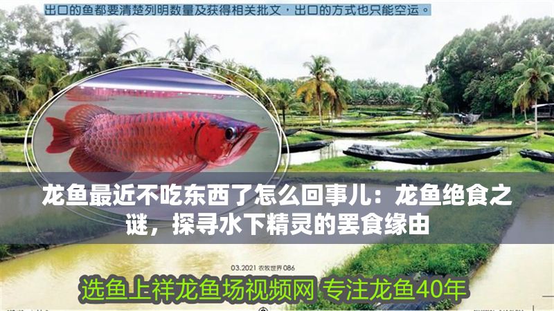 龍魚最近不吃東西了怎么回事兒：龍魚絕食之謎，探尋水下精靈的罷食緣由