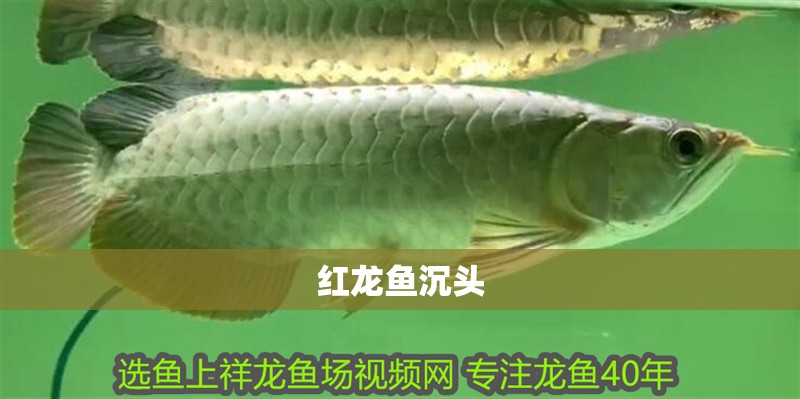 紅龍魚沉頭
