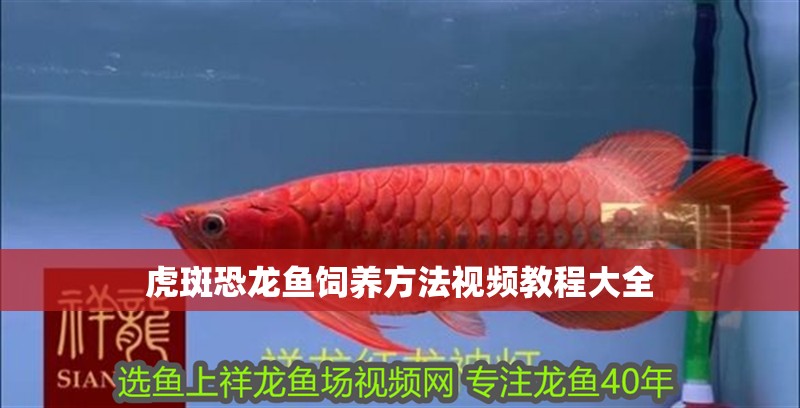 虎斑恐龍魚飼養方法視頻教程大全