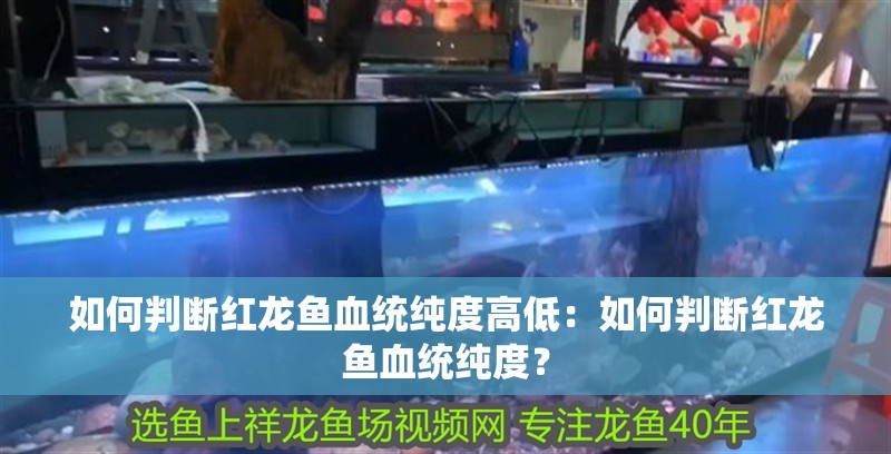 如何判斷紅龍魚血統純度高低：如何判斷紅龍魚血統純度？
