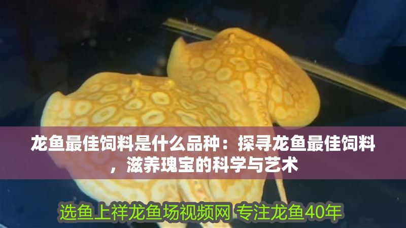 龍魚最佳飼料是什么品種：探尋龍魚最佳飼料，滋養(yǎng)瑰寶的科學與藝術(shù)