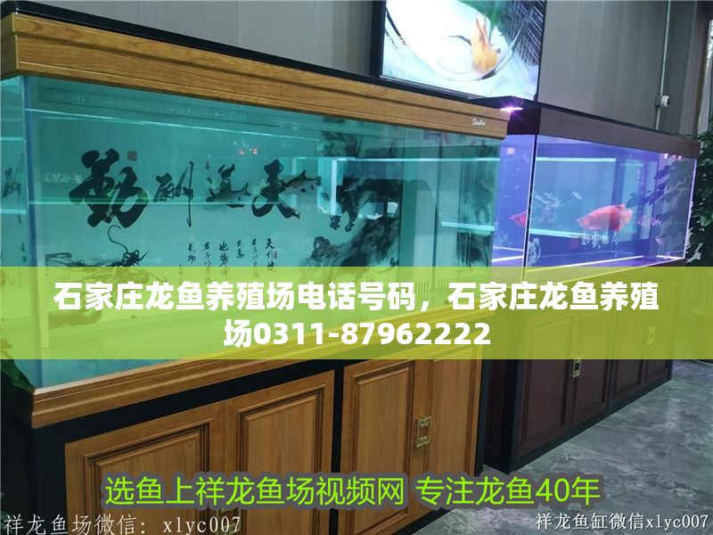 石家莊龍魚養殖場電話號碼，石家莊龍魚養殖場0311-87962222