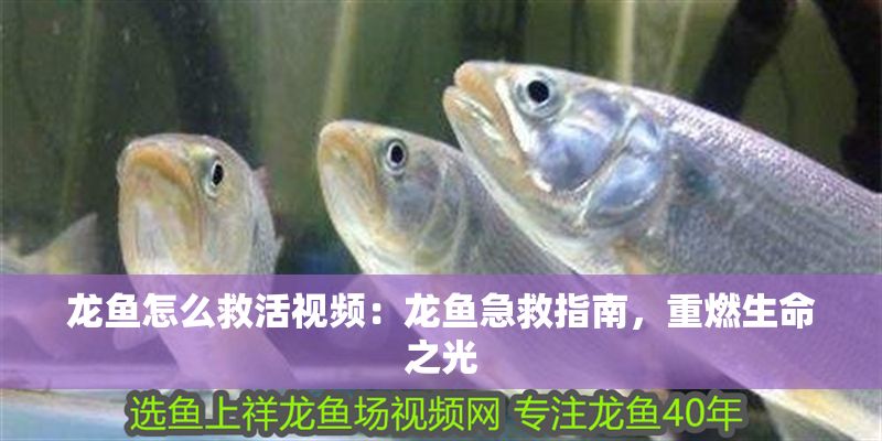 龍魚怎么救活視頻：龍魚急救指南，重燃生命之光