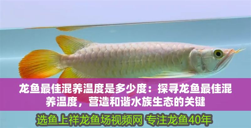 龍魚最佳混養溫度是多少度：探尋龍魚最佳混養溫度，營造和諧水族生態的關鍵
