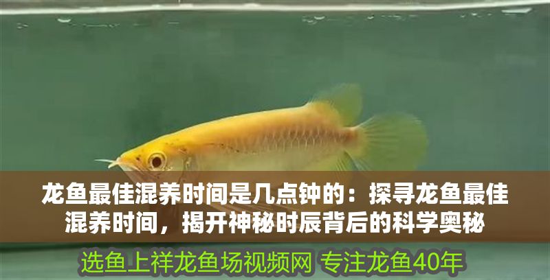 龍魚最佳混養時間是幾點鐘的：探尋龍魚最佳混養時間，揭開神秘時辰背后的科學奧秘