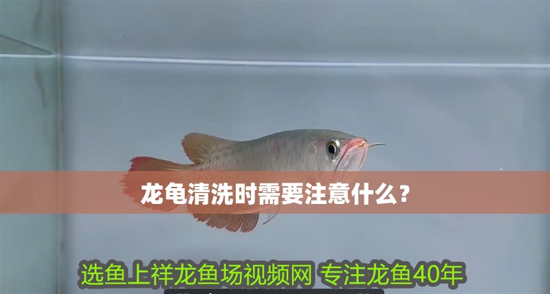 龍龜清洗時需要注意什么？ 龍龜清洗時需要注意什么？ 龍魚百科