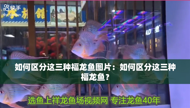 如何區(qū)分這三種福龍魚圖片：如何區(qū)分這三種福龍魚？