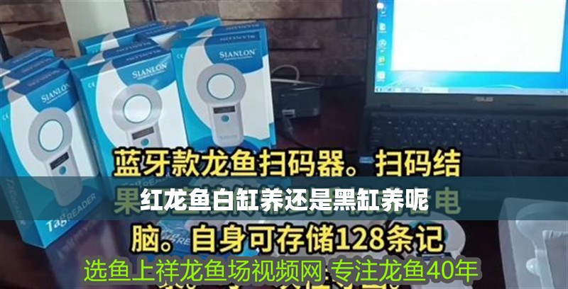 紅龍魚白缸養還是黑缸養呢