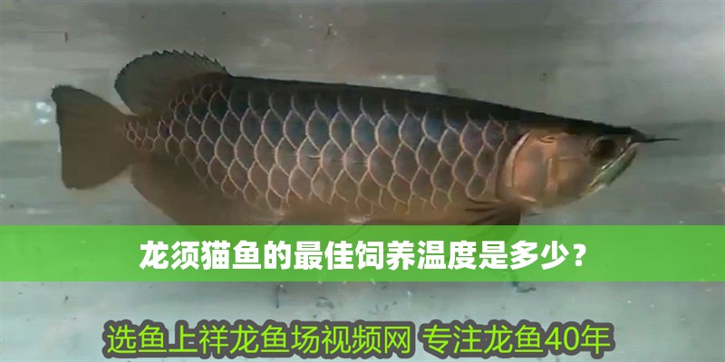 龍須貓魚的最佳飼養溫度是多少？