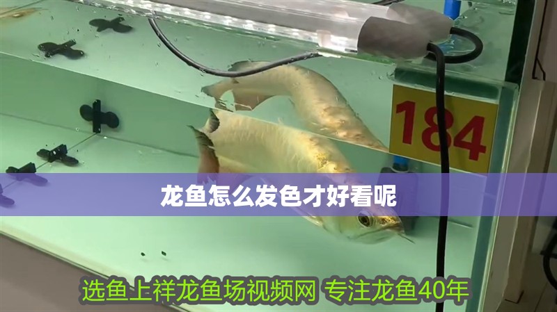 龍魚怎么發色才好看呢