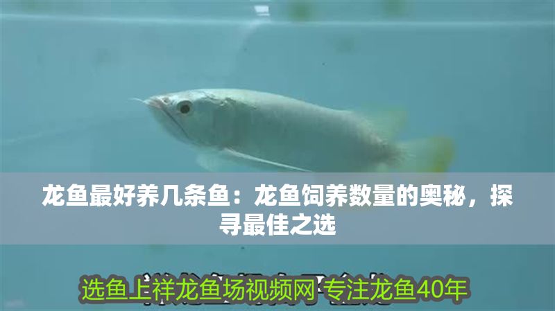 龍魚最好養幾條魚：龍魚飼養數量的奧秘，探尋最佳之選