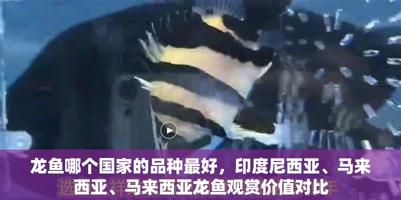 龍魚哪個國家的品種最好，印度尼西亞、馬來西亞、馬來西亞龍魚觀賞價值對比 龍魚哪個國家的品種最好，印度尼西亞、馬來西亞、馬來西亞龍魚觀賞價值對比 龍魚百科 第2張