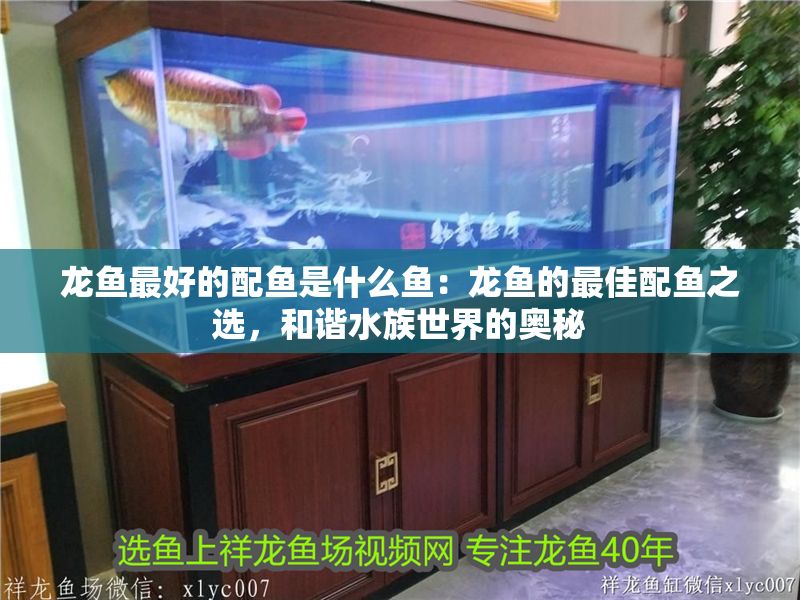 龍魚最好的配魚是什么魚：龍魚的最佳配魚之選，和諧水族世界的奧秘