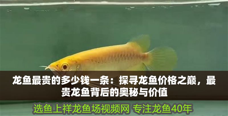 龍魚最貴的多少錢一條：探尋龍魚價(jià)格之巔，最貴龍魚背后的奧秘與價(jià)值