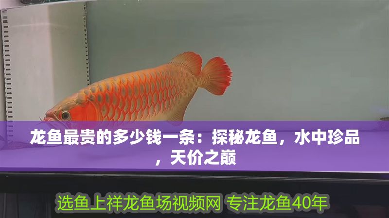龍魚最貴的多少錢一條：探秘龍魚，水中珍品，天價(jià)之巔