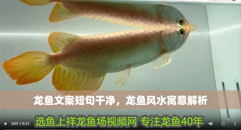 龍魚文案短句干凈，龍魚風水寓意解析