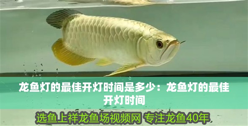 龍魚燈的最佳開燈時(shí)間是多少：龍魚燈的最佳開燈時(shí)間