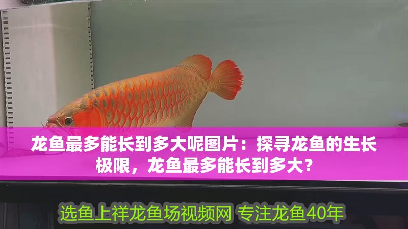 龍魚最多能長到多大呢圖片：探尋龍魚的生長極限，龍魚最多能長到多大？