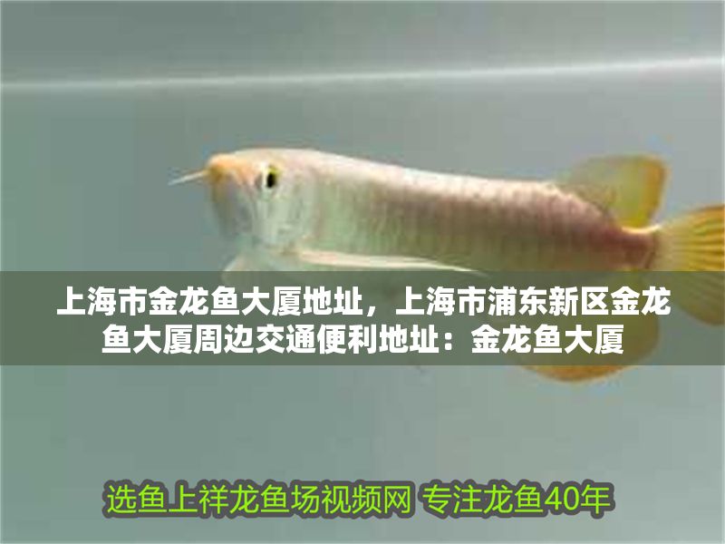 上海市金龍魚大廈地址，上海市浦東新區(qū)金龍魚大廈周邊交通便利地址：金龍魚大廈