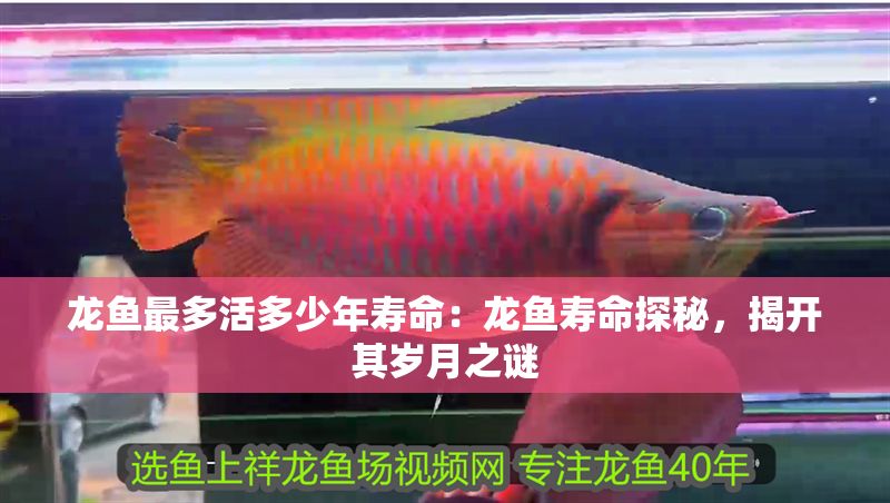龍魚最多活多少年壽命：龍魚壽命探秘，揭開其歲月之謎
