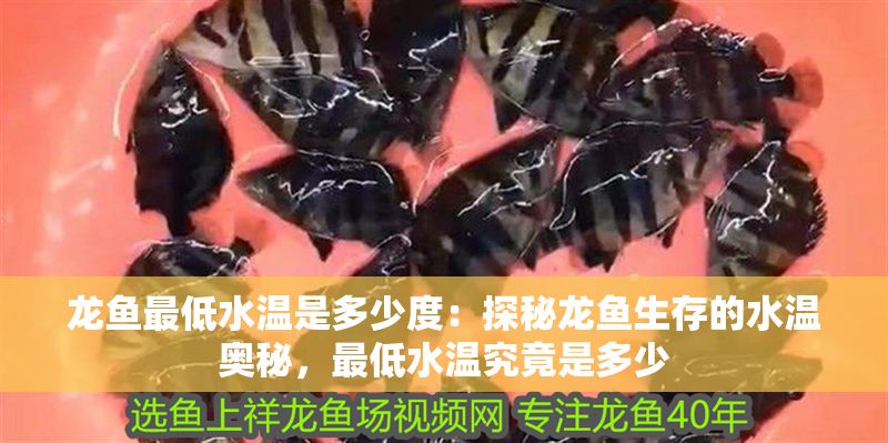 龍魚最低水溫是多少度：探秘龍魚生存的水溫奧秘，最低水溫究竟是多少