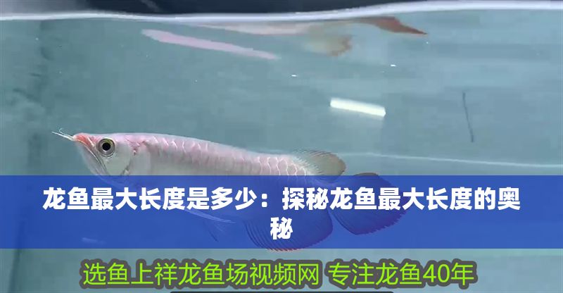 龍魚最大長度是多少：探秘龍魚最大長度的奧秘 龍魚最大長度是多少：探秘龍魚最大長度的奧秘 龍魚百科 第1張