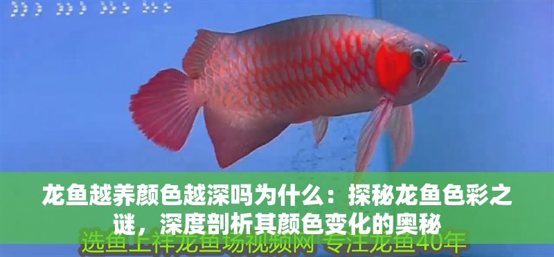龍魚越養顏色越深嗎為什么：探秘龍魚色彩之謎，深度剖析其顏色變化的奧秘