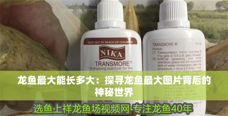 龍魚最大能長多大：探尋龍魚最大圖片背后的神秘世界