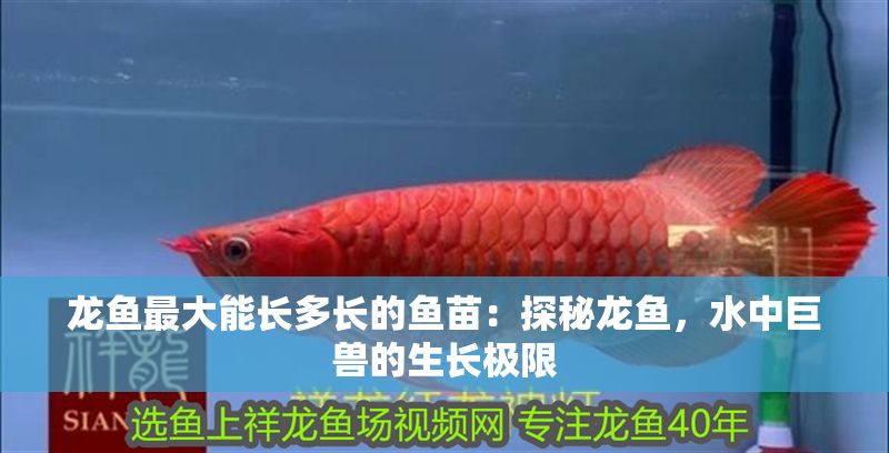 龍魚最大能長多長的魚苗：探秘龍魚，水中巨獸的生長極限