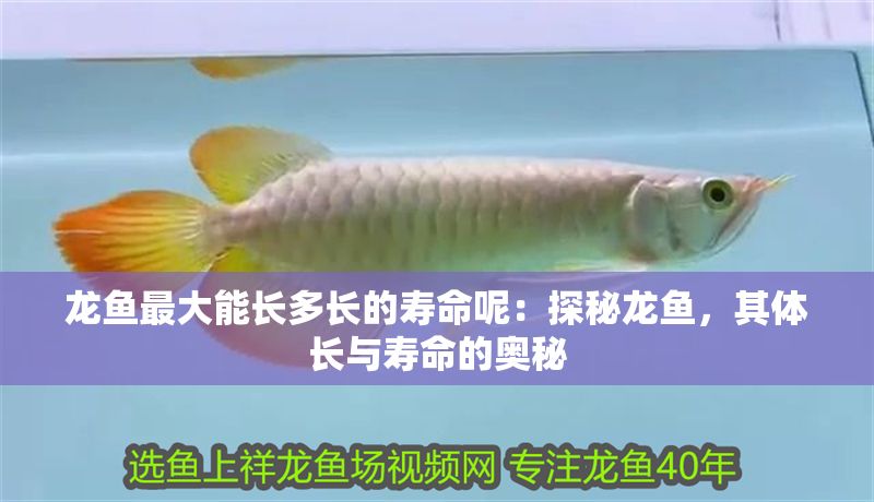 龍魚最大能長多長的壽命呢：探秘龍魚，其體長與壽命的奧秘
