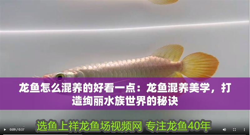 龍魚怎么混養的好看一點：龍魚混養美學，打造絢麗水族世界的秘訣