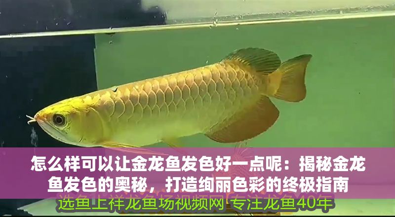 怎么樣可以讓金龍魚發色好一點呢：揭秘金龍魚發色的奧秘，打造絢麗色彩的終極指南