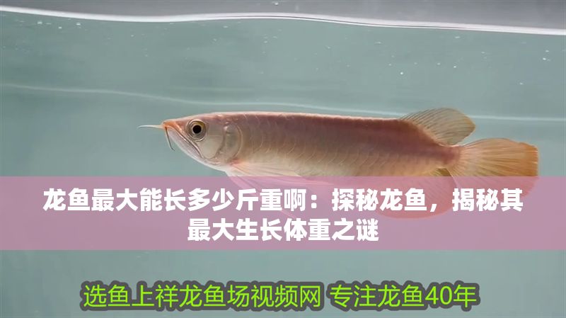 龍魚最大能長(zhǎng)多少斤重啊：探秘龍魚，揭秘其最大生長(zhǎng)體重之謎