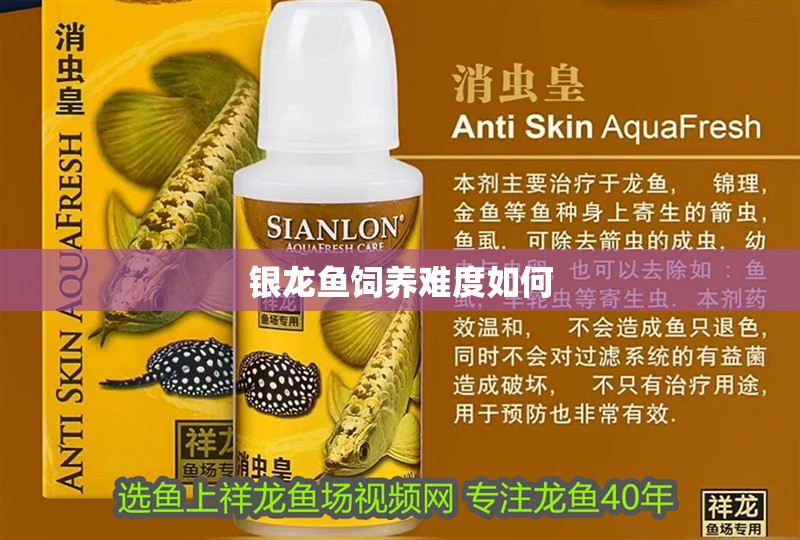 藍曼龍魚多久喂一次食物合適？ 藍曼龍魚多久喂一次食物合適？ 龍魚百科