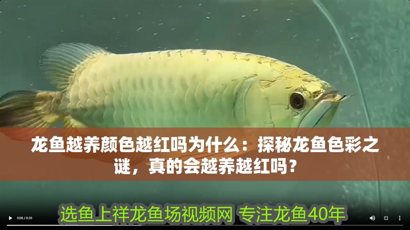 龍魚越養顏色越紅嗎為什么：探秘龍魚色彩之謎，真的會越養越紅嗎？