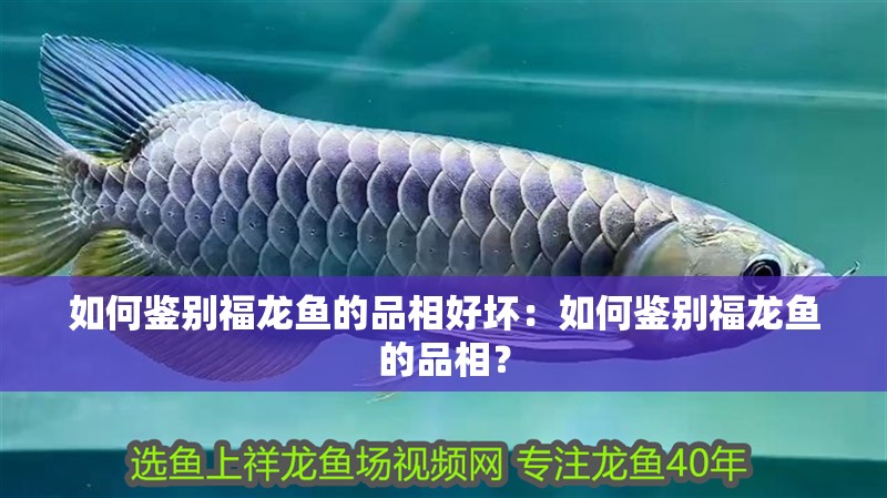 如何鑒別福龍魚的品相好壞：如何鑒別福龍魚的品相？