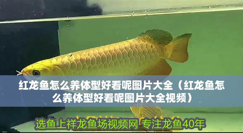 紅龍魚怎么養體型好看呢圖片大全（紅龍魚怎么養體型好看呢圖片大全視頻）
