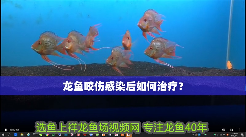龍魚咬傷感染后如何治療？