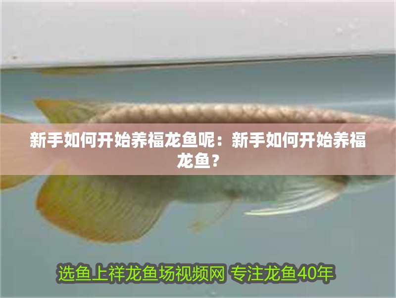 新手如何開始養福龍魚呢：新手如何開始養福龍魚？