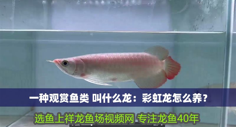 一種觀賞魚類 叫什么龍：彩虹龍怎么養？