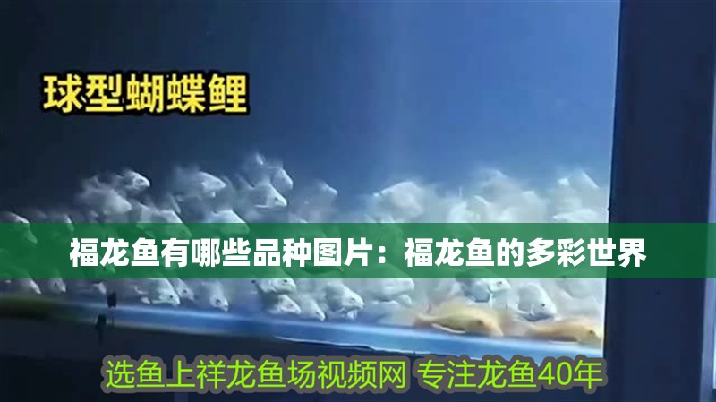 福龍魚有哪些品種圖片：福龍魚的多彩世界