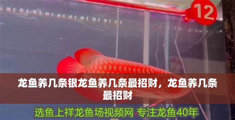 龍魚養(yǎng)幾條銀龍魚養(yǎng)幾條最招財，龍魚養(yǎng)幾條最招財