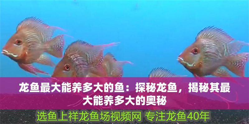 龍魚最大能養多大的魚：探秘龍魚，揭秘其最大能養多大的奧秘