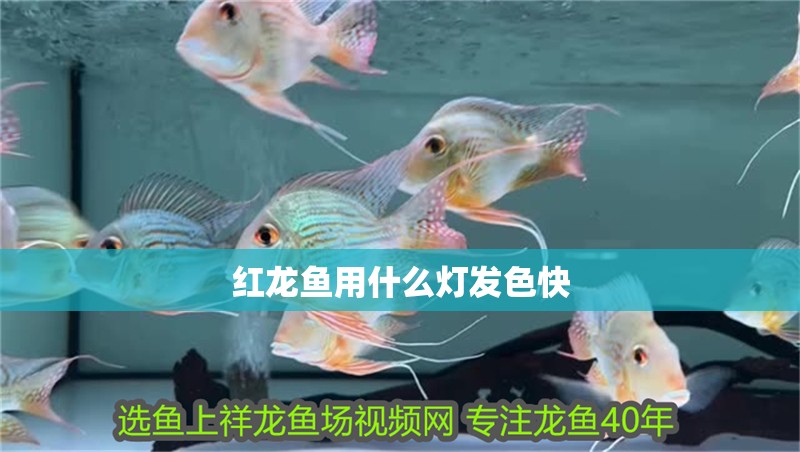 紅龍魚用什么燈發色快 紅龍魚用什么燈發色快 龍魚百科