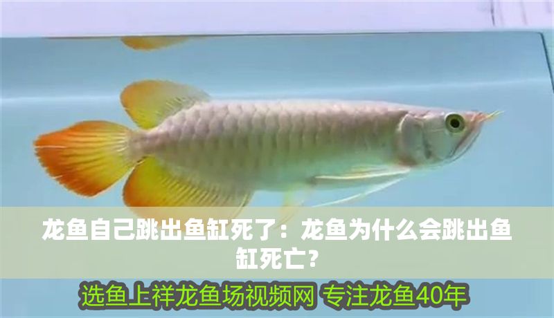 龍魚自己跳出魚缸死了：龍魚為什么會跳出魚缸死亡？