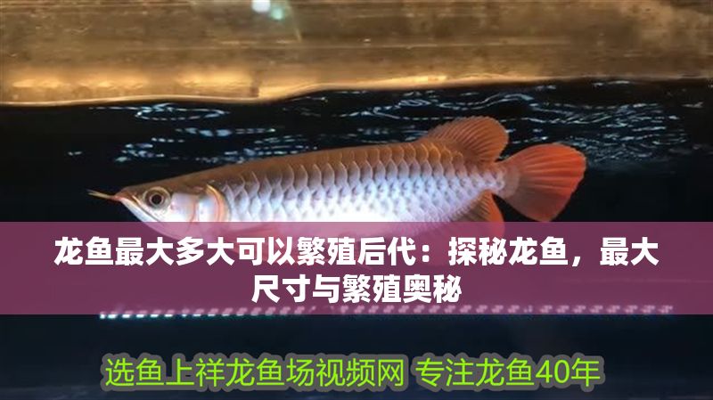 龍魚最大多大可以繁殖后代：探秘龍魚，最大尺寸與繁殖奧秘